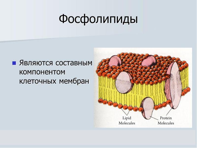 Липиды картинка для презентации