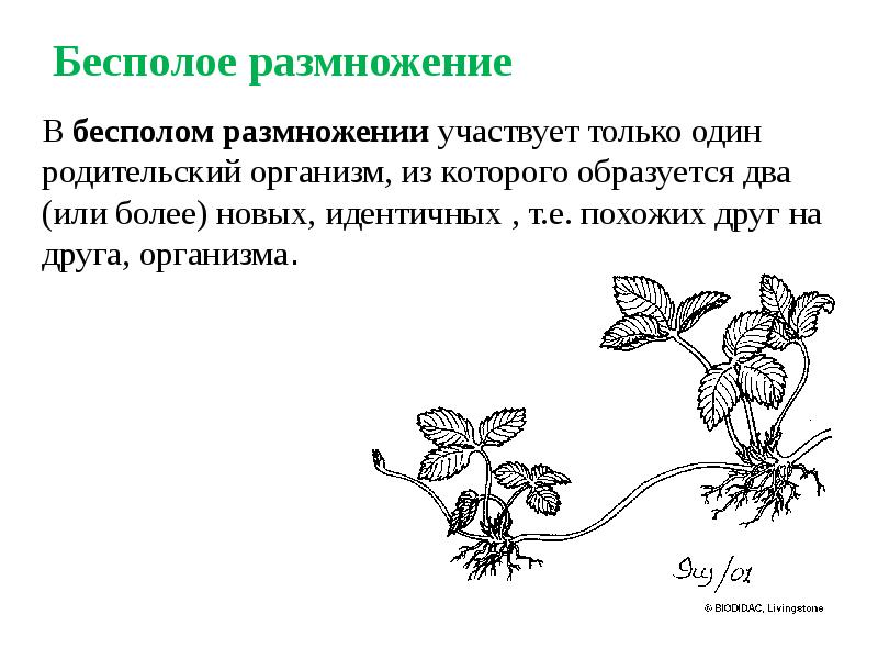 Размножение презентация. Бесполое размножение 6 класс биология. Бесполое размножение это в биологии. Пример деления у растений. Бесполые растения.