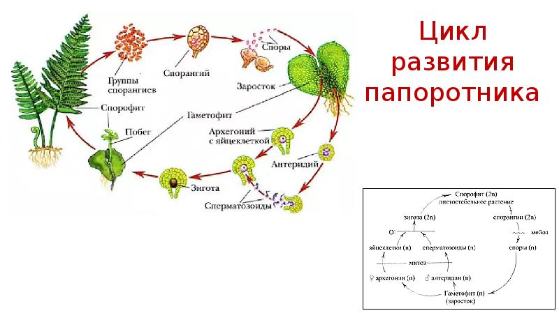 Жизненный цикл папоротника схема 5 класс