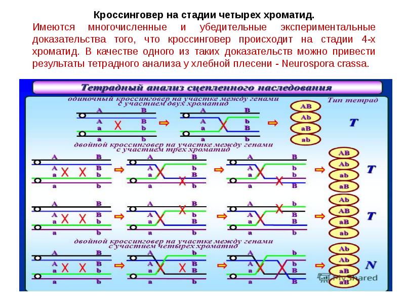 1 типы кроссинговера. Этапы кроссинговера. Стадии кроссинговера. Кроссинговер происходит на стадии. Схема кроссинговера.