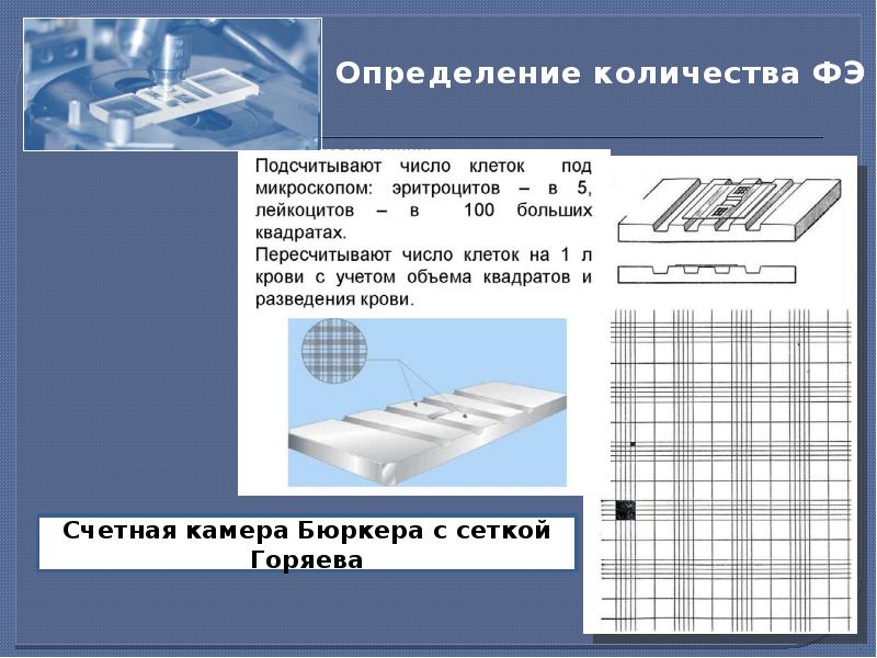 Камера для подсчета клеток в биологических образцах мочи