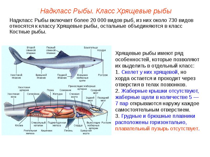 Надкласс рыбы презентация