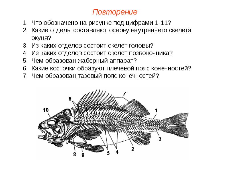 Какую функцию выполняет орган обозначенный на рисунке цифрой 1 у рыбы