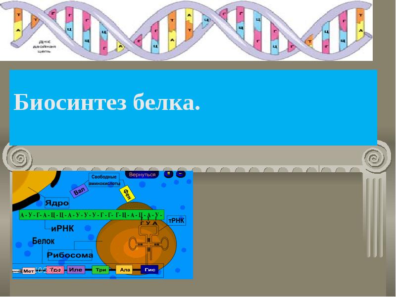Биосинтез белка.