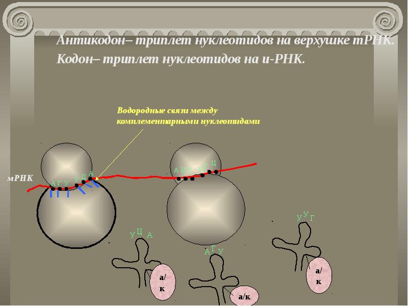 Днк рнк кодон антикодон