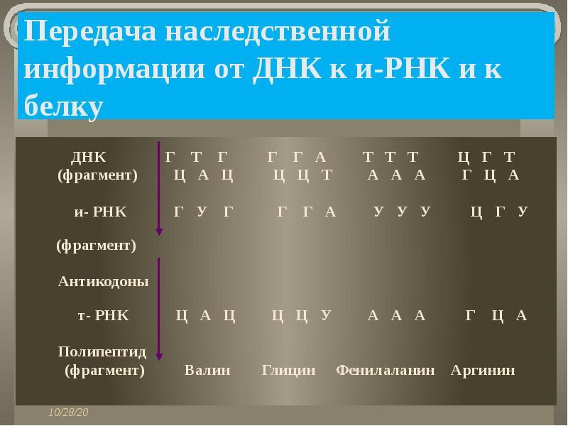Передача наследственной информации от ДНК к и-РНК и к белку
ДНК Г Т Г Г Г А Т Т Т Ц Г Т
(фрагмент) Ц А Ц Ц Ц Т А А А Г Ц А
и- РНК Г У Г Г Г А У У У Ц Г У
(фрагмент)
Антикодоны
т- РНК Ц А Ц Ц Ц У А А А Г Ц А
Полипептид
(фрагмент) Валин Глицин Фенилаланин Аргинин