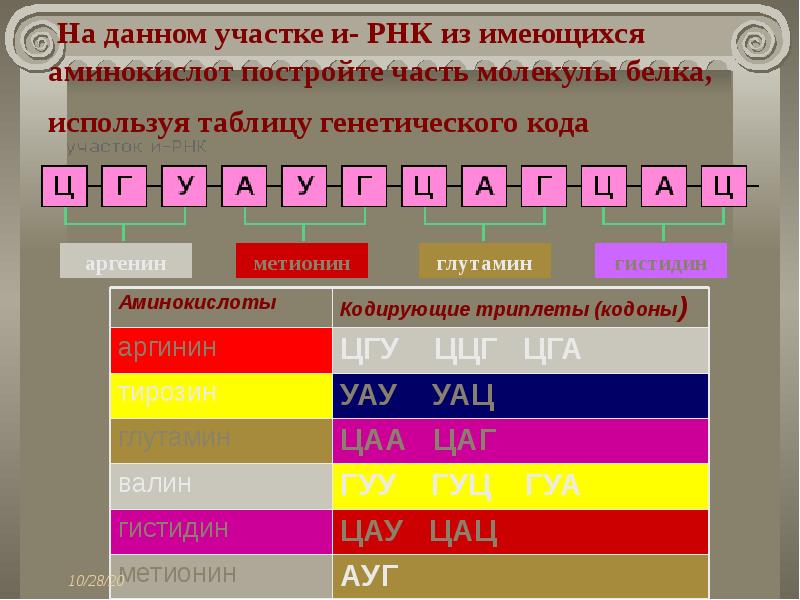 На данном участке и- РНК из имеющихся аминокислот постройте часть молекулы белка, используя таблицу генетического кода