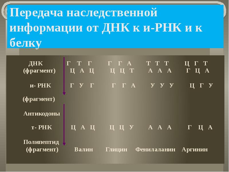 Передача наследственной информации от ДНК к и-РНК и к белку
ДНК Г Т Г Г Г А Т Т Т Ц Г Т
(фрагмент) Ц А Ц Ц Ц Т А А А Г Ц А
и- РНК Г У Г Г Г А У У У Ц Г У
(фрагмент)
Антикодоны
т- РНК Ц А Ц Ц Ц У А А А Г Ц А
Полипептид
(фрагмент) Валин Глицин Фенилаланин Аргинин