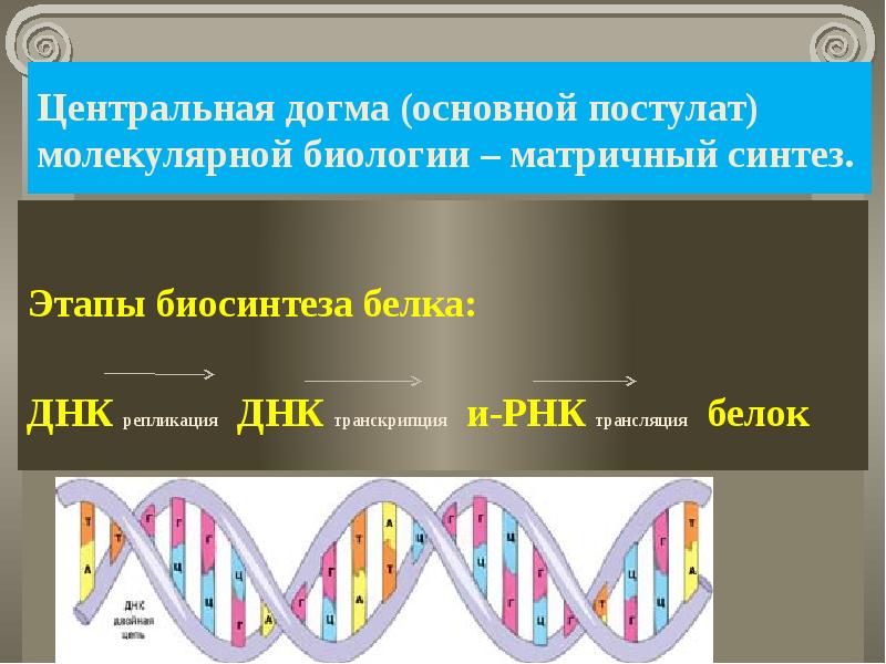 Биосинтез белка технологическая карта