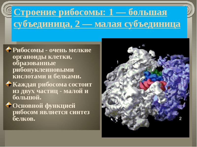 Строение рибосомы: 1 — большая субъединица, 2 — малая субъединица
Рибосомы - очень мелкие органоиды клетки, образованные рибонуклеиновыми кислотами и белками.
Каждая рибосома состоит из двух частиц - малой и большой.
Основной функцией рибосом является синтез белков.