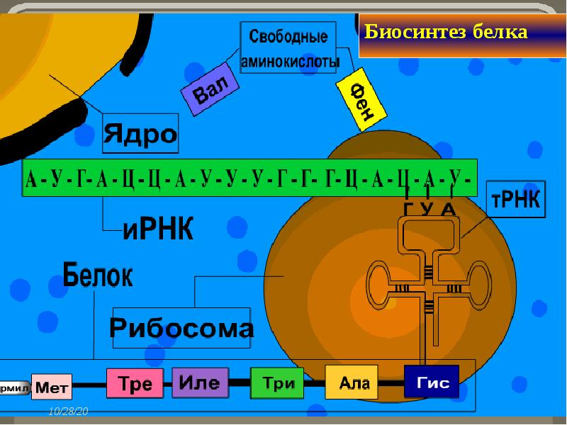 Биосинтез белка Cлайд №9