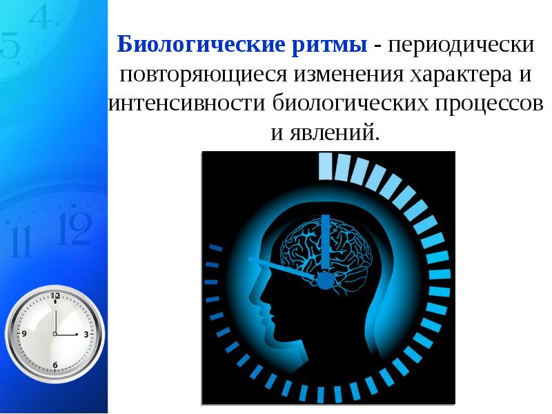 Исследовательский проект биоритмы внутренние часы человека