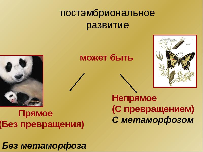 Постэмбриональное развитие организмов презентация 10 класс