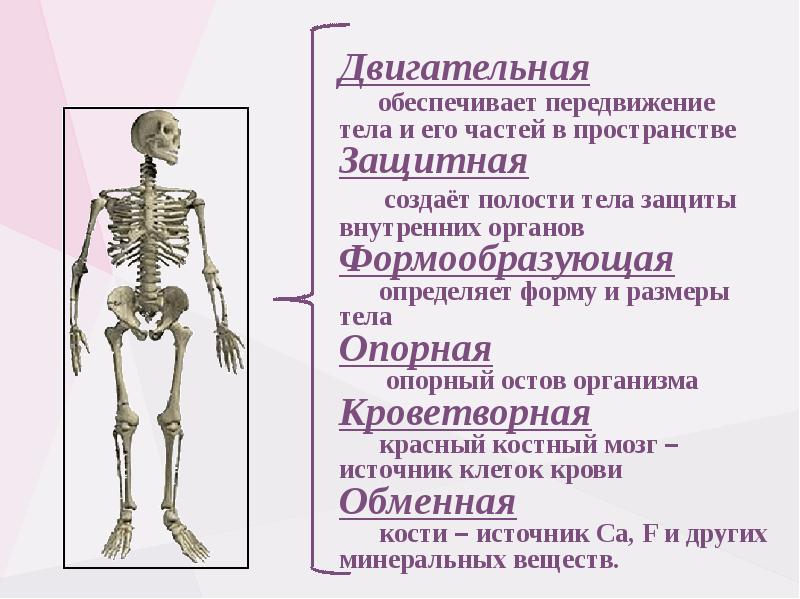 Опорно двигательная система презентация анатомия