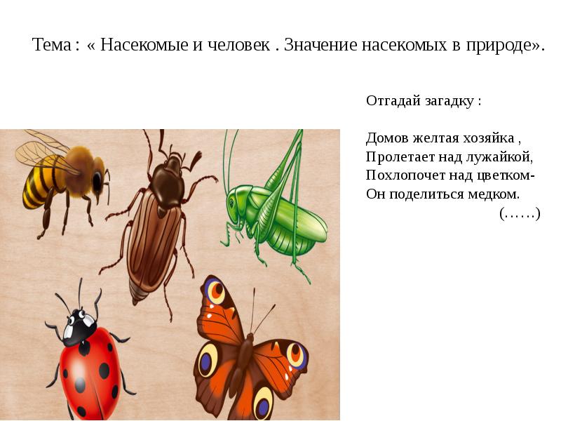 Значение клопов. Значение клопов в природе. Насекомые в искусстве презентация. Клопы значение в природе. Лексическое значение насекомые.