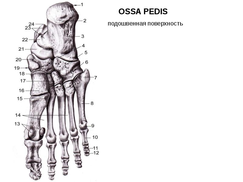 Кости нижней конечности человека анатомия рисунок с подписями