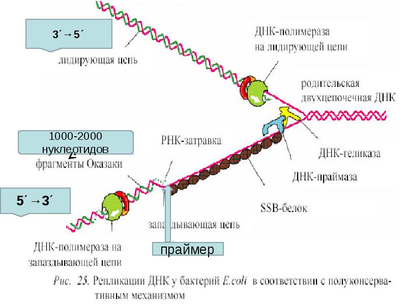 Днк полимераза картинка