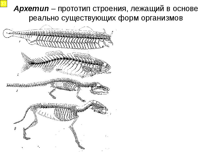 Структура которая поддерживает форму тела животных. Форма тела животных. какие бывают формы тела у животных. внешнее строение ящерицы. форма тела крокодила.