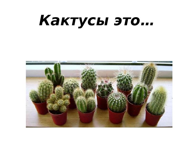 Проект про кактус