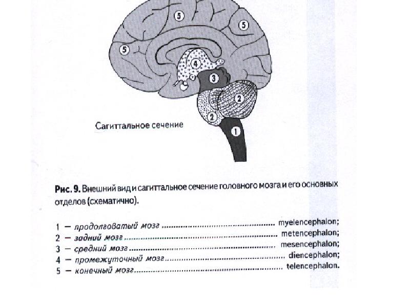 Психоморфологическое направление и концепция эквипотенциальности мозга презентация