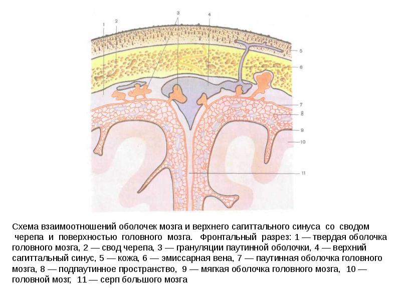 В головном мозге отсутствует оболочка. Оболочки мозга верхний Сагиттальный синус. Грануляции паутинной оболочки головного мозга. Оболочка головного мозга фронтальный срез. Твёрдая оболочка головного мозга.