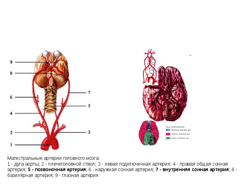 Магистральные артерии мозга. Немагистральные артерии это. Магистральные артерии клиническая анатомия. Магистральные артерии головы.