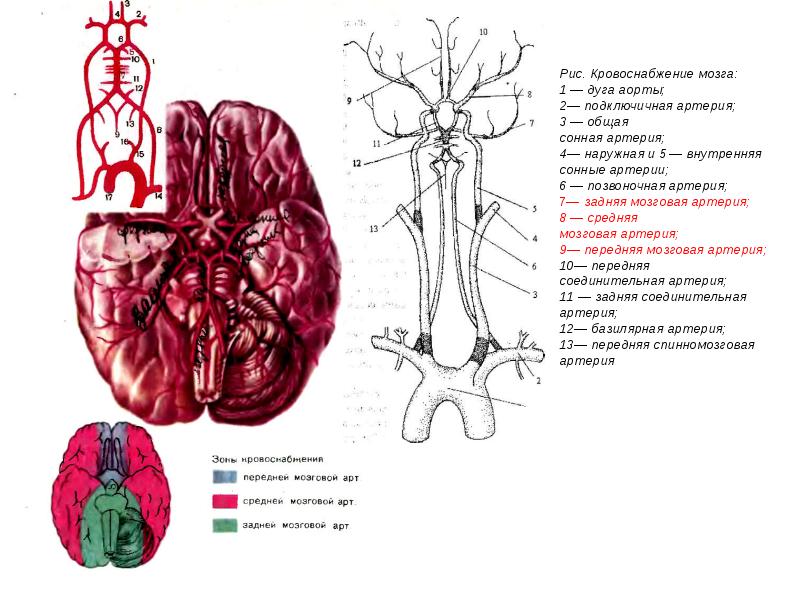 Сонно 4. Внутренняя Сонная и подключичная артерии. Кровоснабжение задней мозговой артерии. Дуга аорты и подключичные артерии. Аорта подключичная артерия.