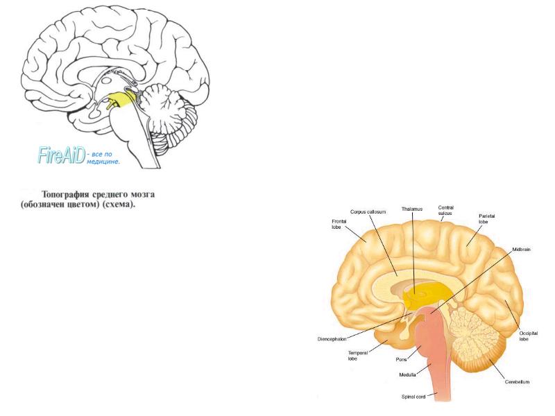 топографические области туловища. средний мозг синельников. органы спереди под ребрами. средний мозг анатомия топография. анатомические области туловища.