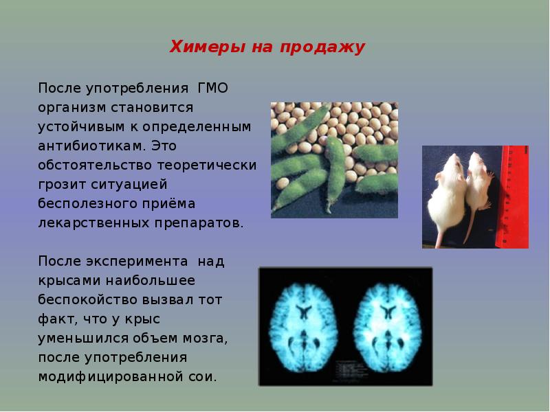 Презентация химерные и трансгенные организмы