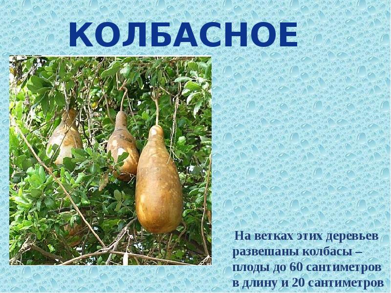 Колбасное На ветках этих деревьев развешаны колбасы