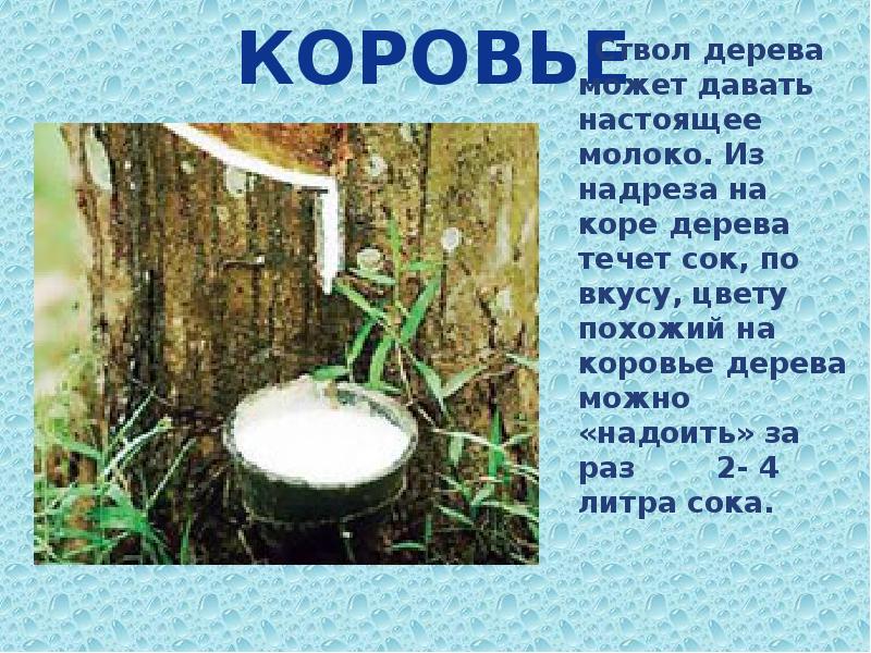 Коровье Ствол дерева может давать настоящее молоко. Из