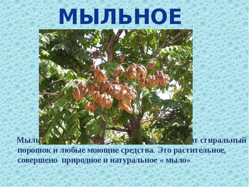 Мыльное Мыльные орехи этого дерева отлично заменяют