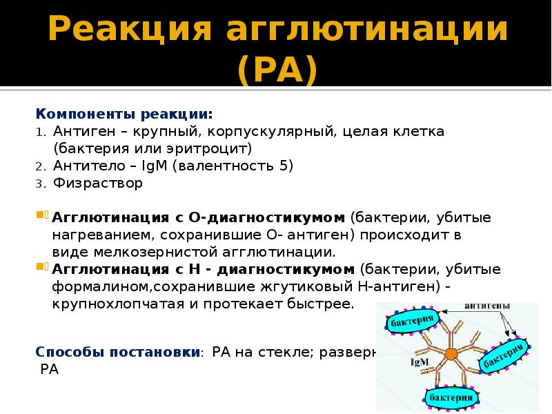 Реакции агглютинации презентация