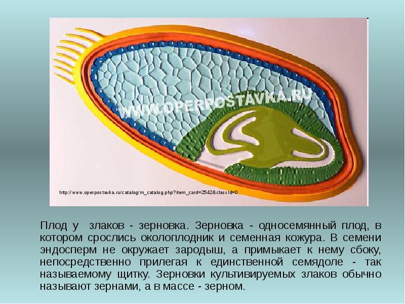 Под микроскопом у зерновки хорошо видны