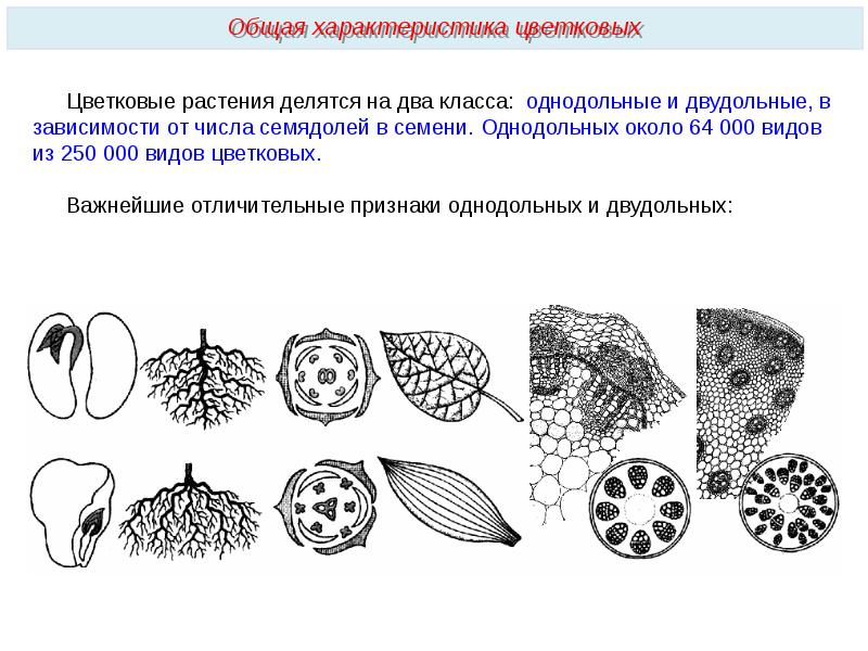 Определите особенности характерные для изображенного на рисунке представителя класса двудольные