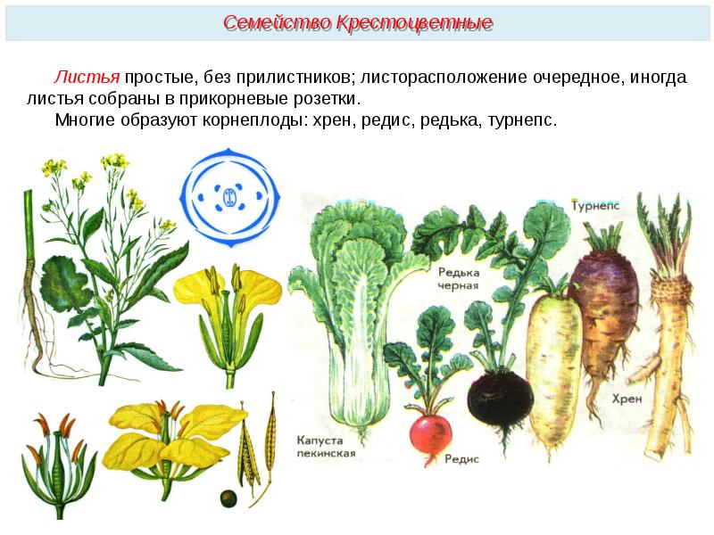 Описание картины охота на редис 3 класс