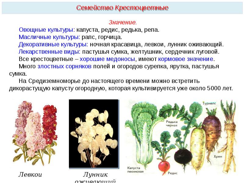 Презентация на тему овощные культуры