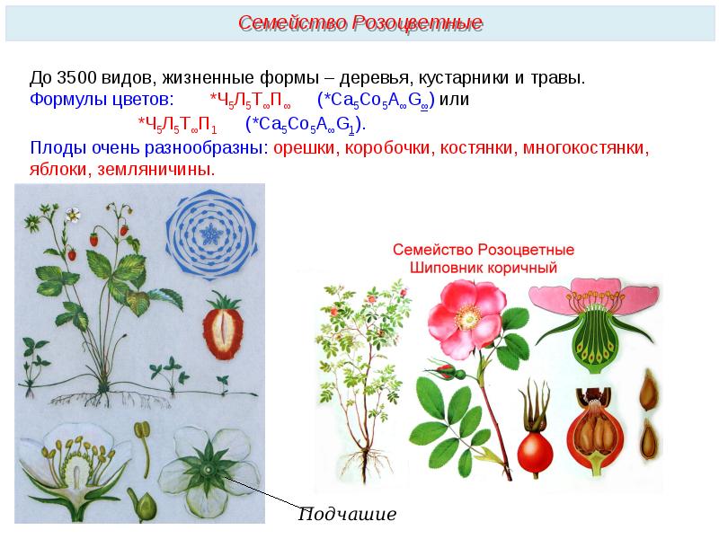 Классы цветковых растений 6 класс презентация