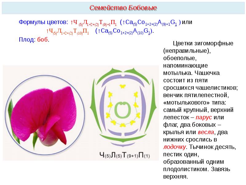 Диаграмма и формула бобовых