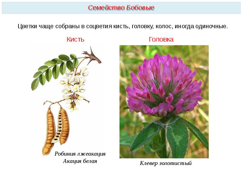 Презентация по биологии 6 класс семейство бобовые