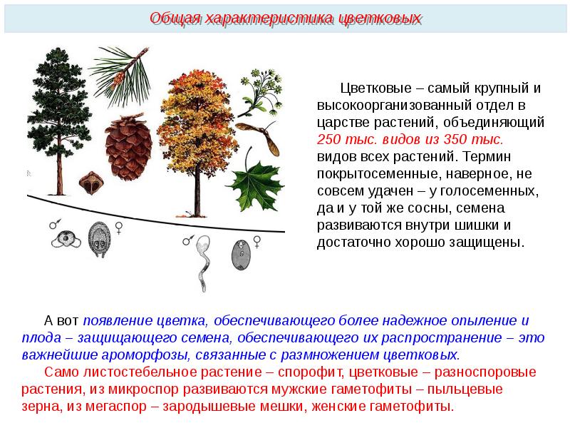 Классы цветковых растений 6 класс презентация