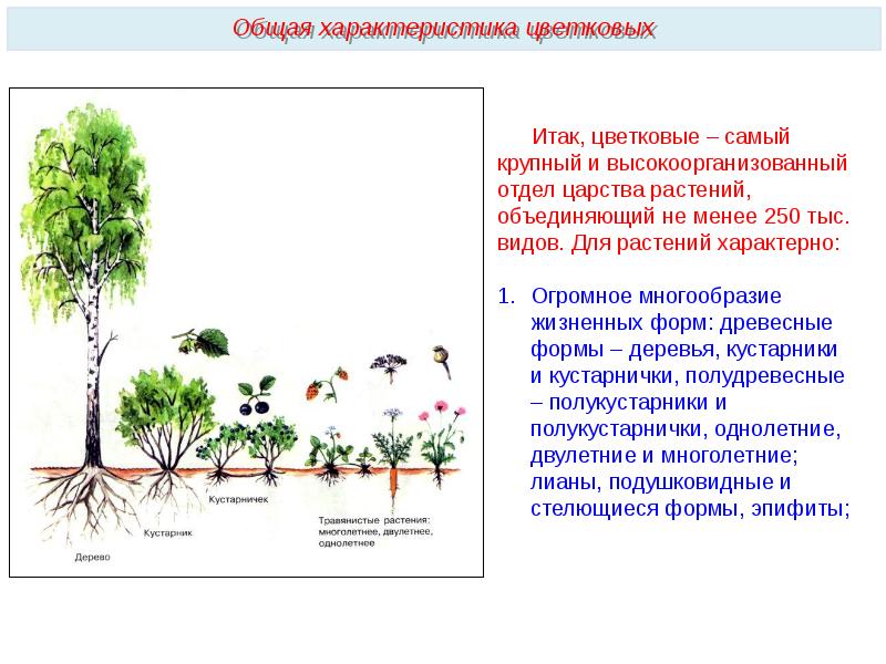 Жизненные формы цветковых растений презентация