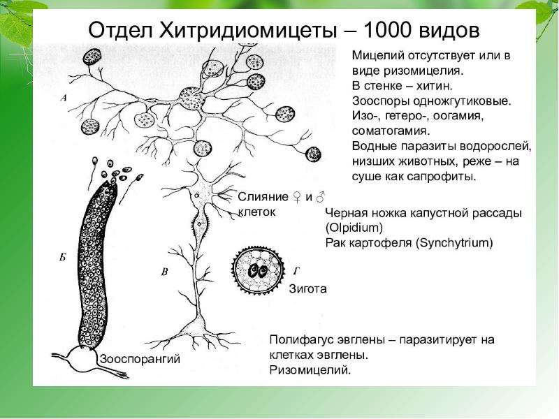 Жизненный цикл зигомицетов схема