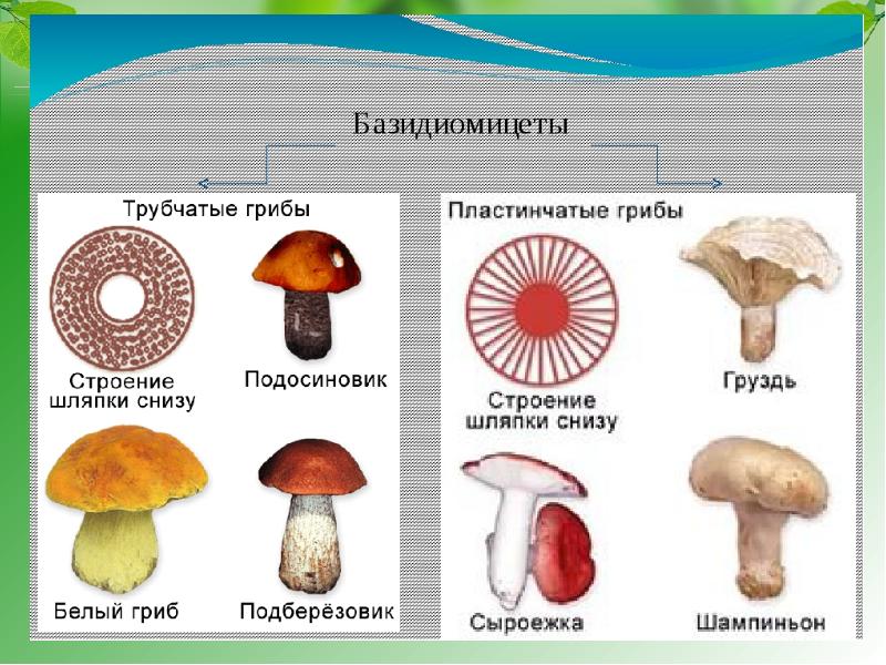 Найди рисунки на которых представлены пластинчатые грибы