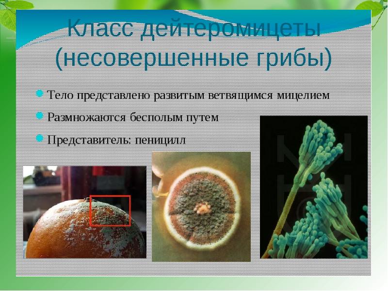 Пеницилл группа организмов. Класс дейтеромицеты представители. Несовершенные грибы или дейтеромицеты. Дейтеромицеты пеницилл. Несовершенные грибы дейтеромицеты.
