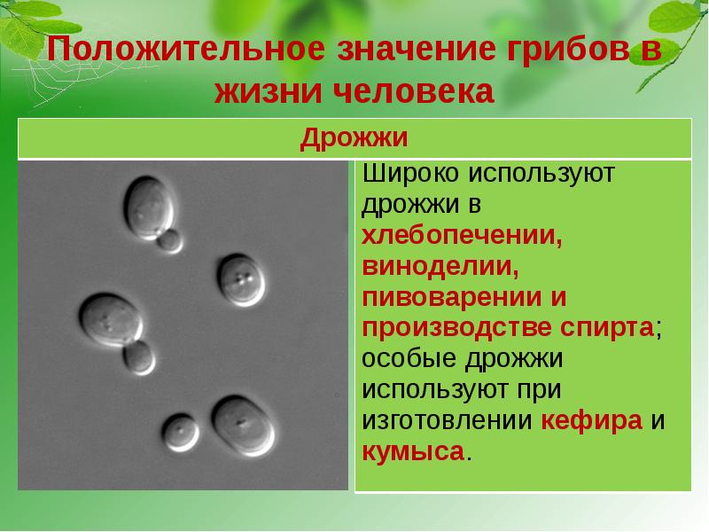 Грибы и их значение в природе и жизни человека презентация 7 класс