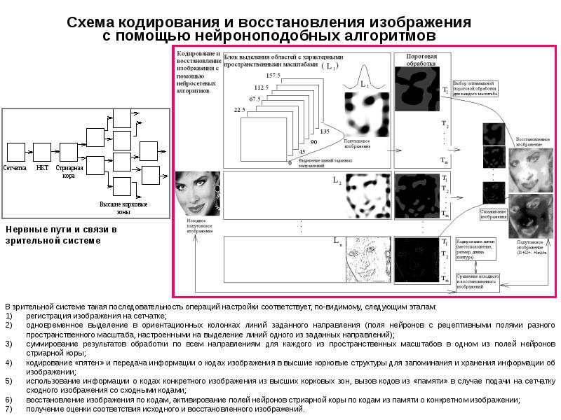 Схема нии петрова