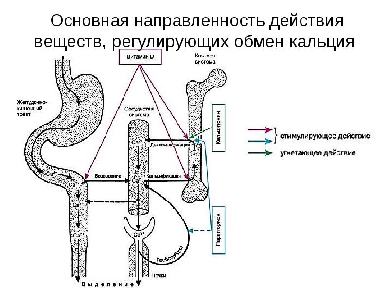 Вещества регулирующие. Обмен веществ регулируется. Всасывание кальция в кишечнике. Всасываемость кальция в желудочно-кишечном тракте. Лекарственные средства, регулирующие обмен кальция в организме.