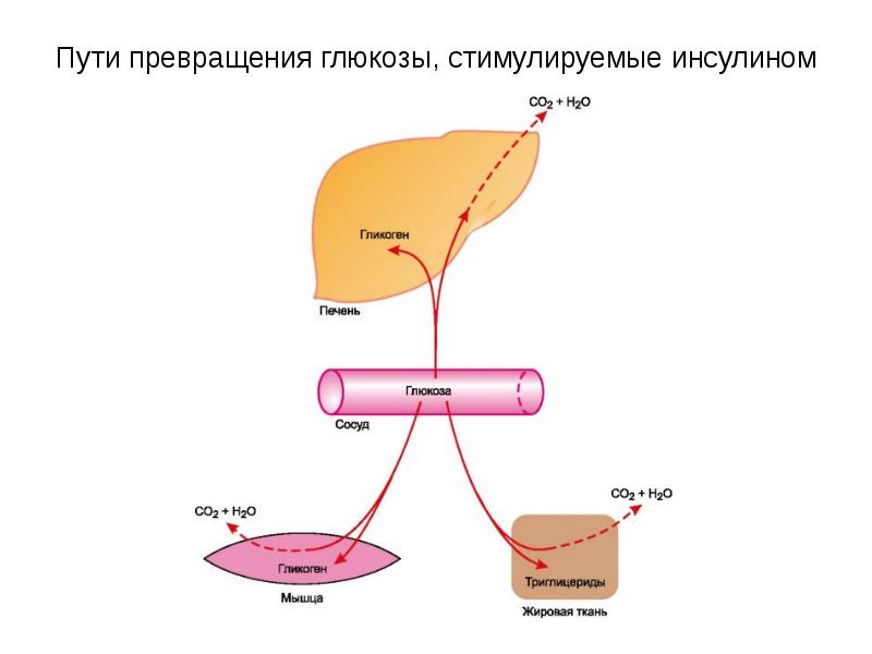 Глюкоза в печени. Глюкоза гликоген инсулин. Орган в котором происходит превращение Глюкозы в гликоген. Превращение Глюкозы в гликоген. Пути превращения Глюкозы, стимулируемые инсулином.