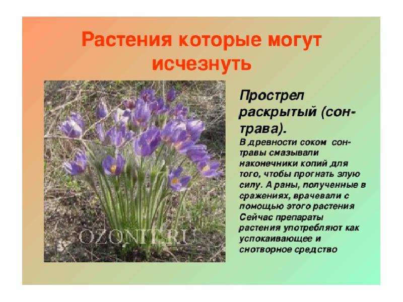 Краснокнижные растения воронежской области фото и описание